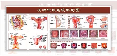 女人性器官|女性生殖系统